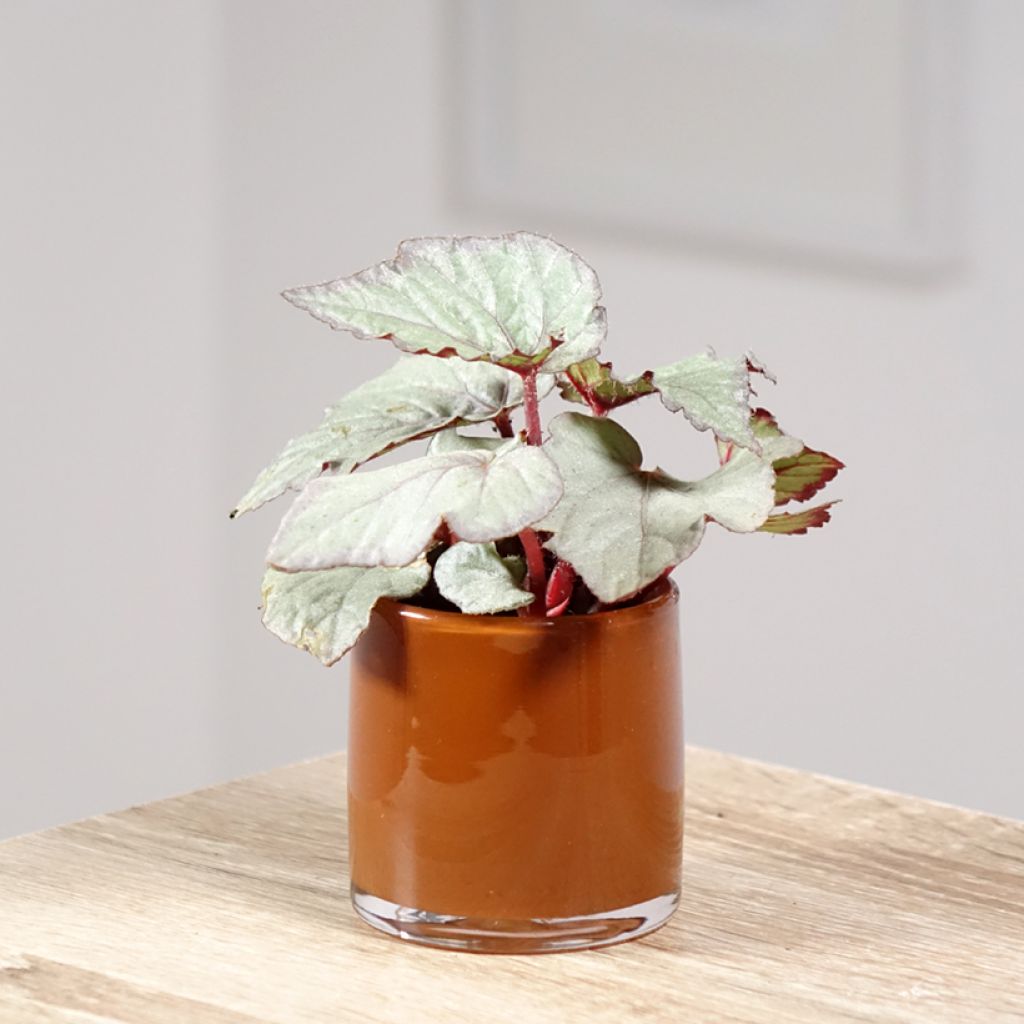 Begonia Rex Pink Pop