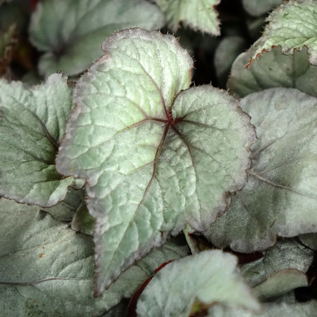 Begonia Rex Pink Pop