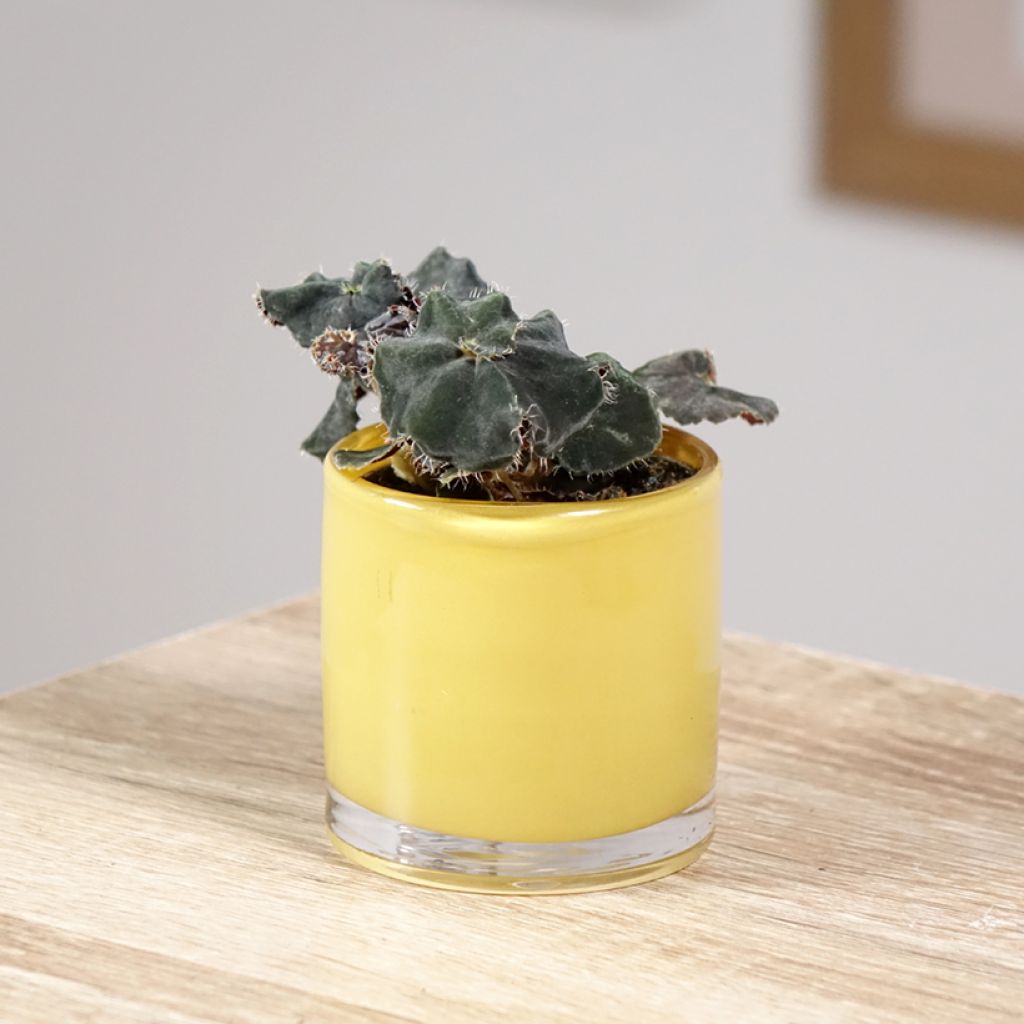Begonia Rex Dark Mambo
