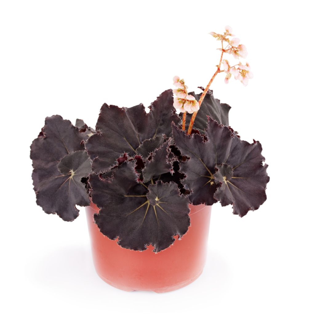 Begonia Rex Dark Mambo