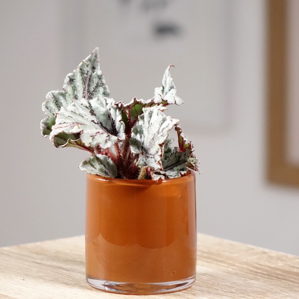 Begonia Rex Dew Drop