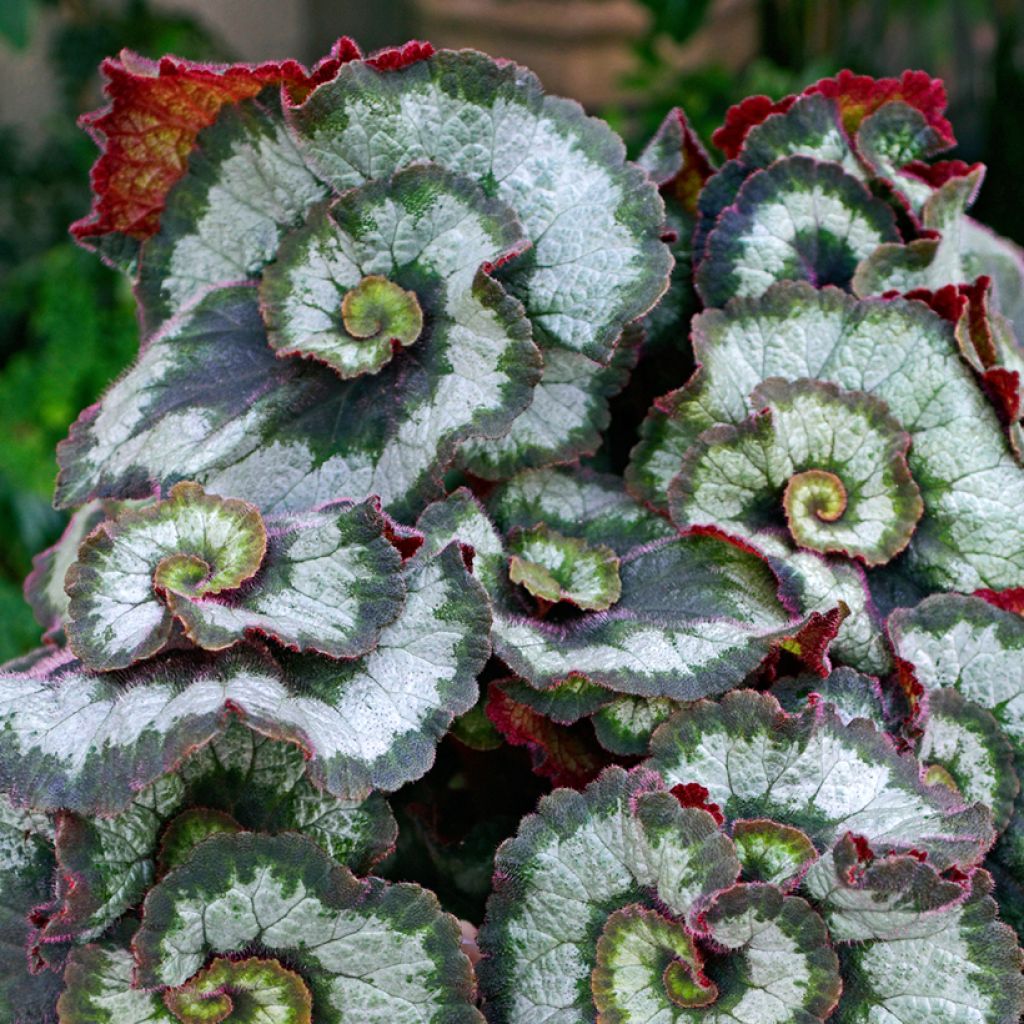 Begonia Rex Escargot - Bégonia escargot