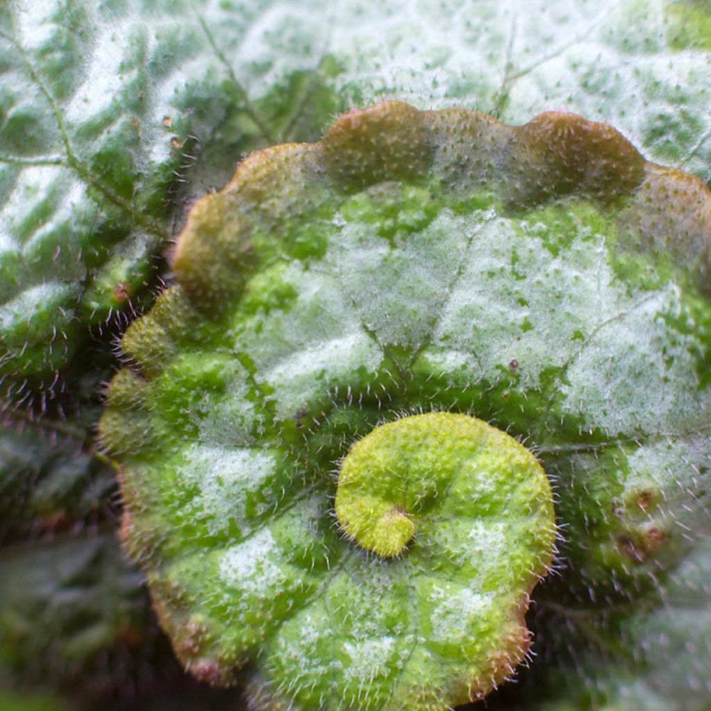 Begonia Rex Escargot - Bégonia escargot