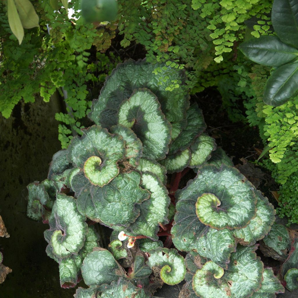Begonia Rex Escargot - Bégonia escargot