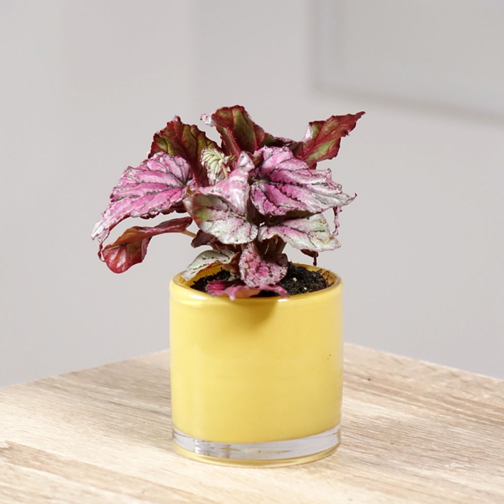 Begonia Rex Hugh McLauchlan