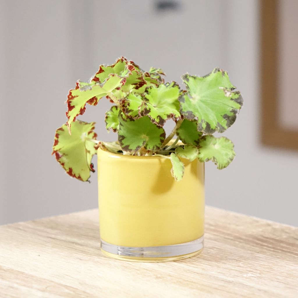 Begonia Rex Red Jive