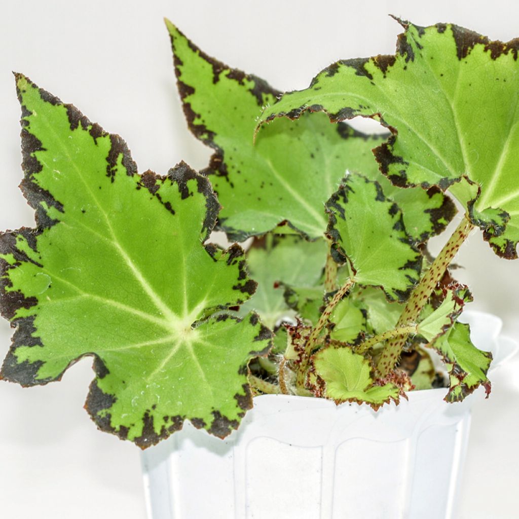 Begonia Rex Red Jive