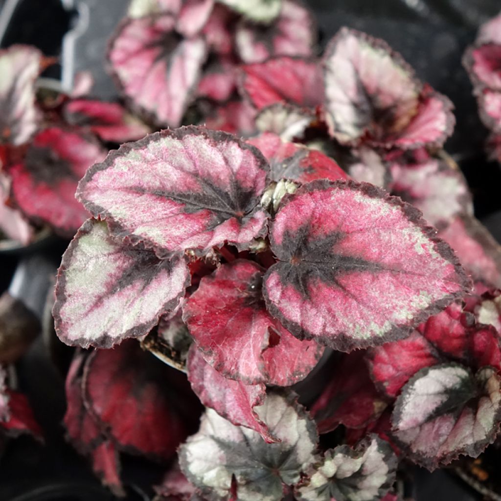 Begonia Rex Red Kiss