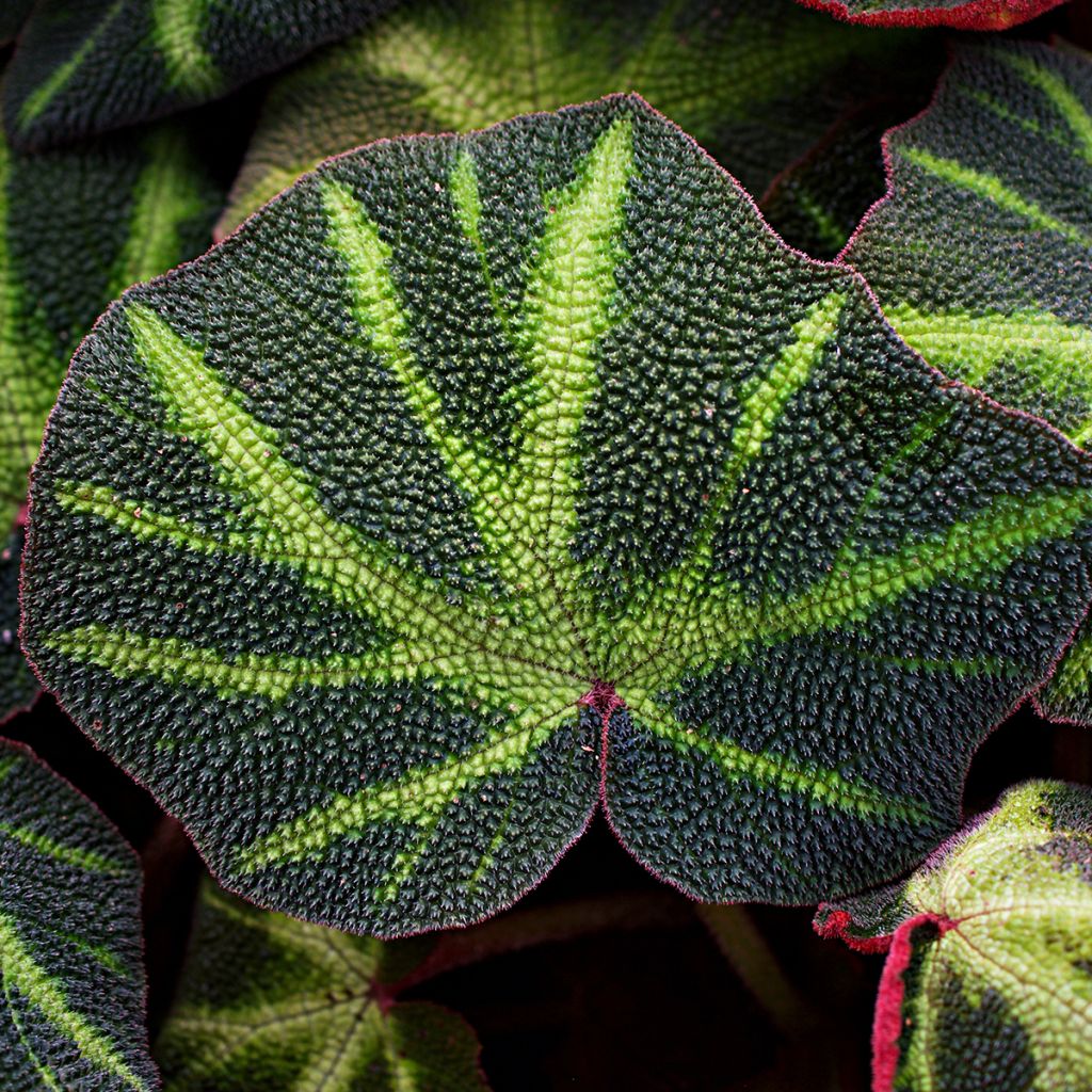Begonia Rex Soli Mutata