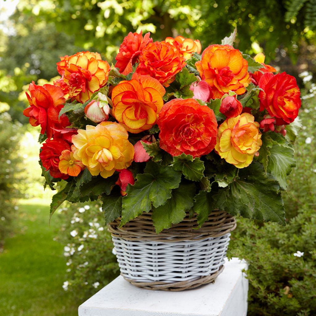 Begonia Sangria - Bégonia tubéreux