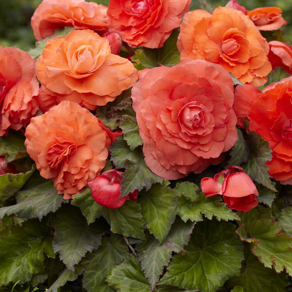 Begonia Superba Salmon - Bégonia tubéreux double saumon