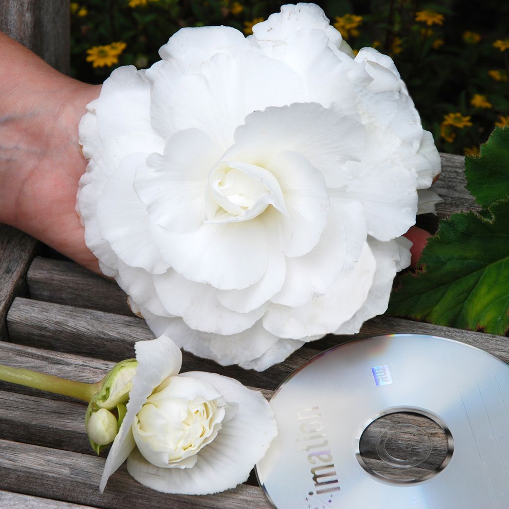 Begonia Superba White - Bégonia tubéreux double blanc