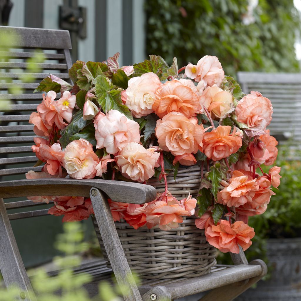 Begonia Splendide Apricot - Bégonia retombant abricoté