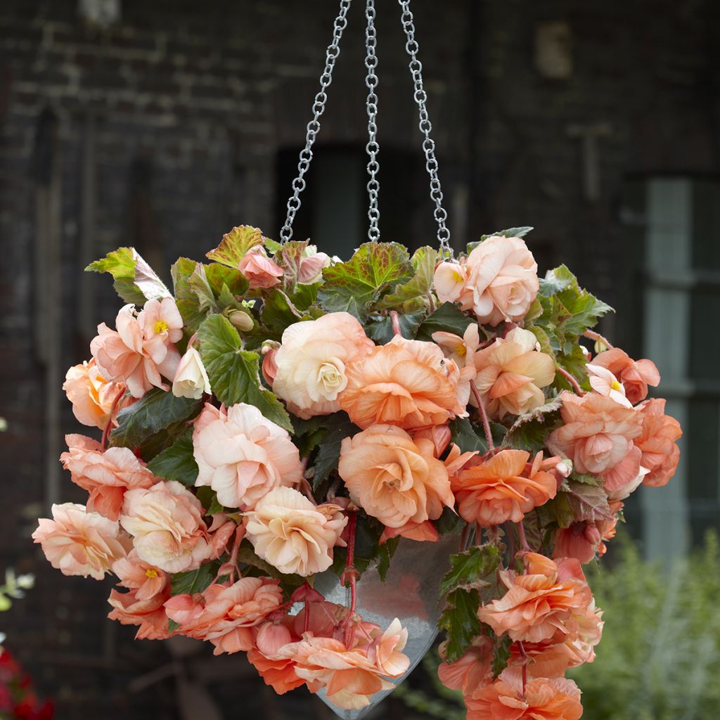 Begonia Splendide Apricot - Bégonia retombant abricoté