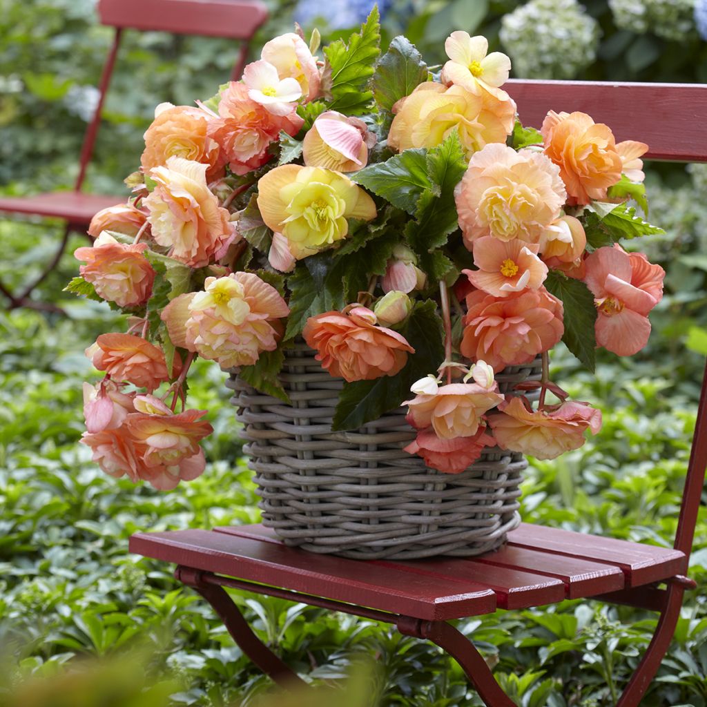 Begonia Splendide Ballerina - Bégonia retombant orange