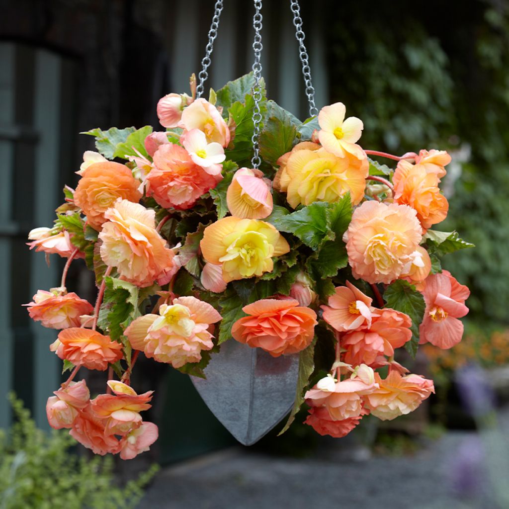Begonia Splendide Ballerina - Bégonia retombant orange