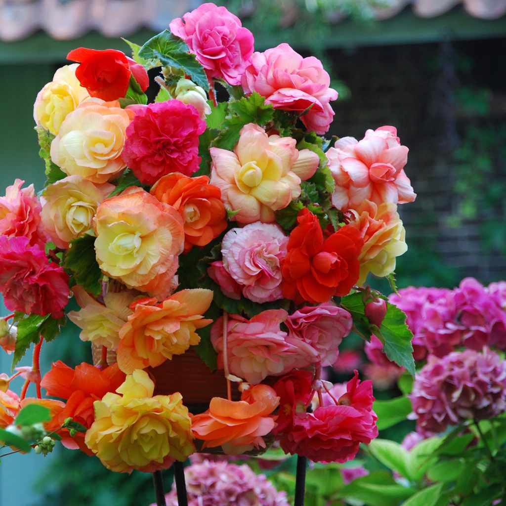 Begonia retombant Splendide mix 3 couleurs