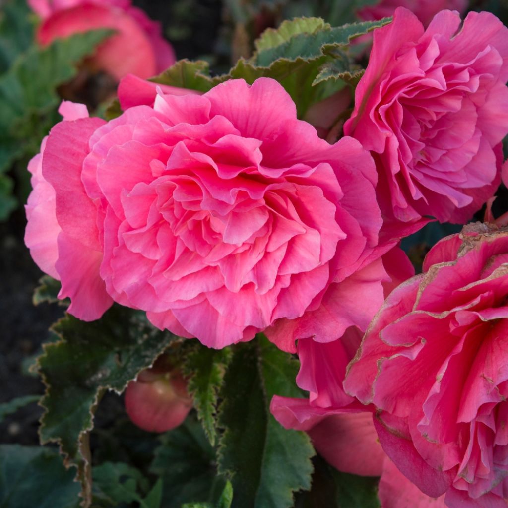 Bégonia double Non Stop Pink