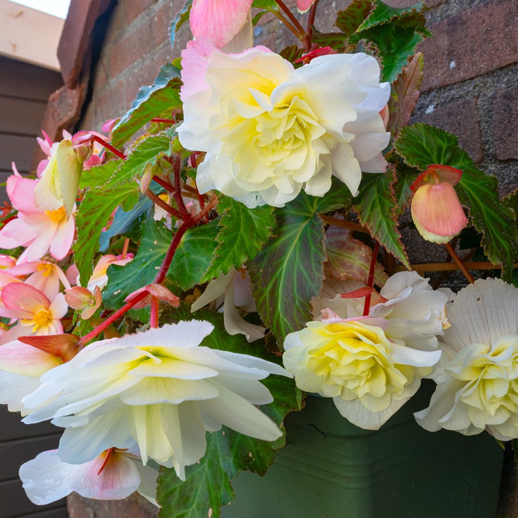 Bégonia retombant parfumé Angelique - Begonia odorata