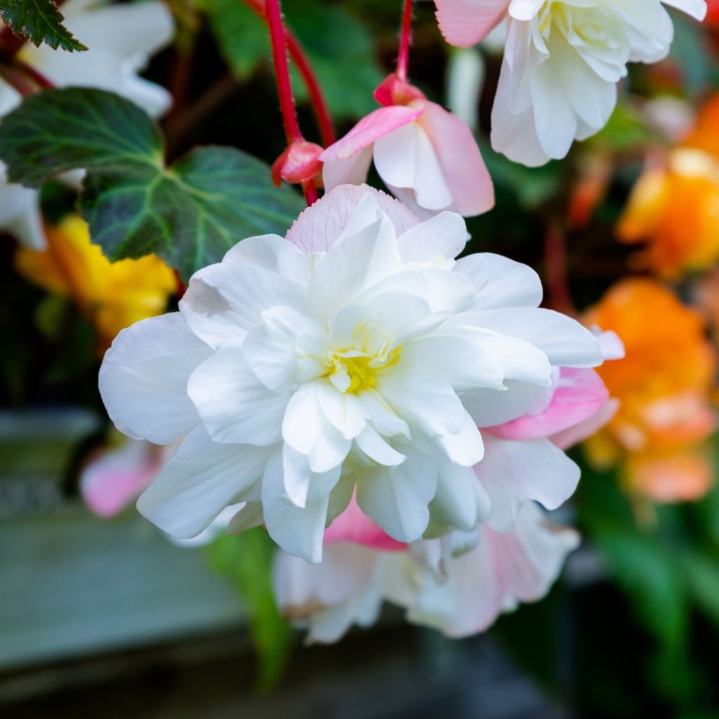 Bégonia retombant parfumé Angelique - Begonia odorata