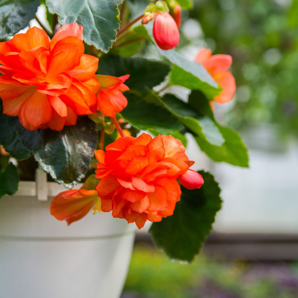 Bégonia retombant Cascade Orange - Begonia Pendula 