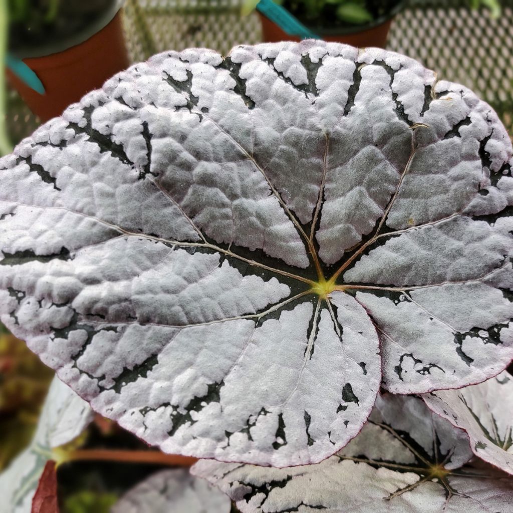 Begonia Rex Chayo