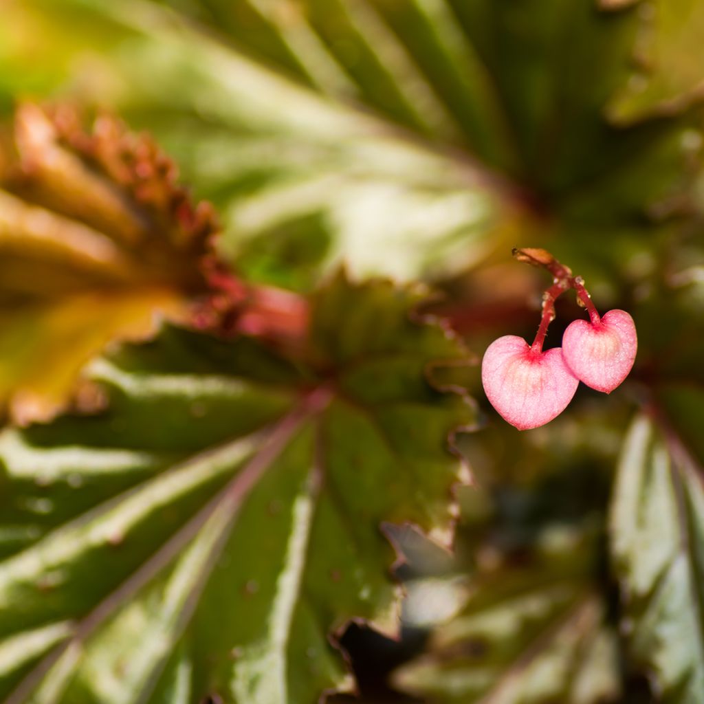 Begonia Wings serratipetala