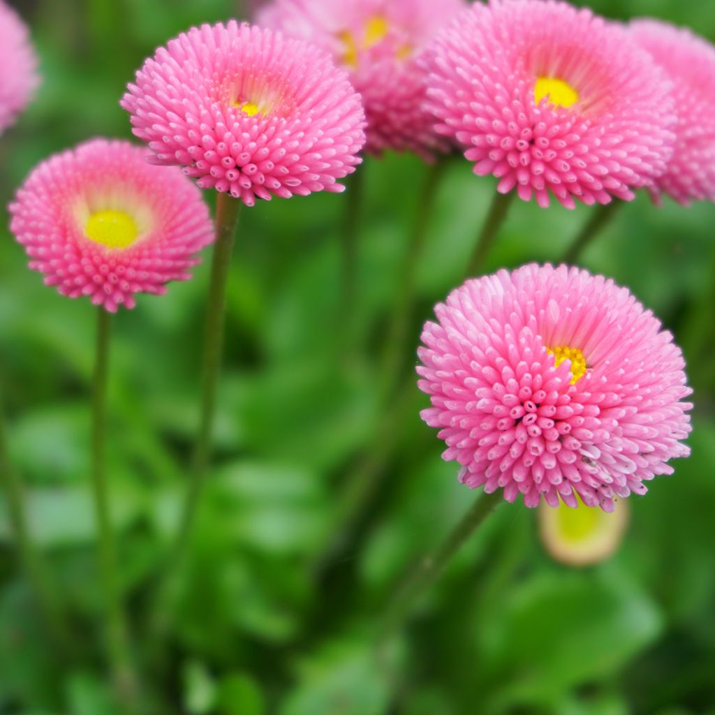 Pâquerette Bellissima Compact Rose - Bellis perennis