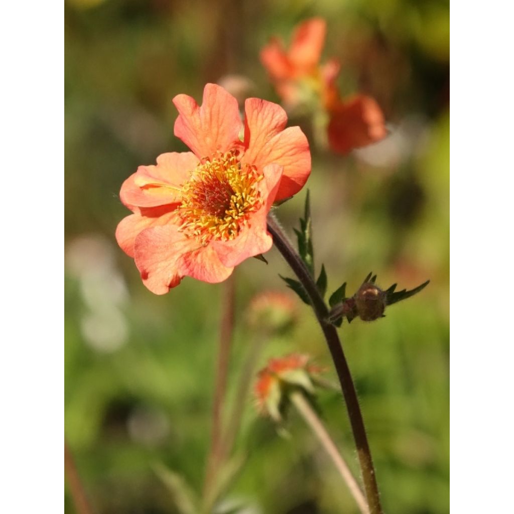 Geum Totally Tangerine - Benoîte orange vif