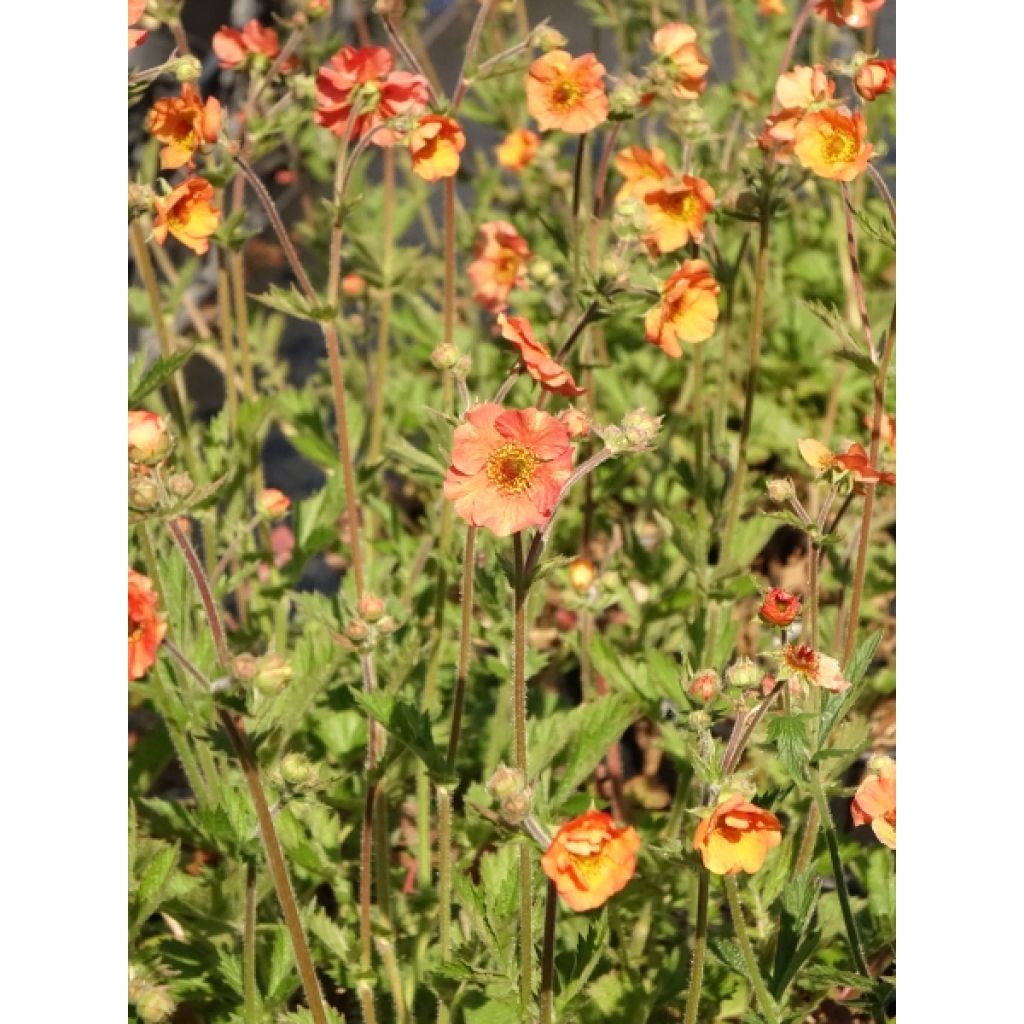 Geum Totally Tangerine - Benoîte orange vif
