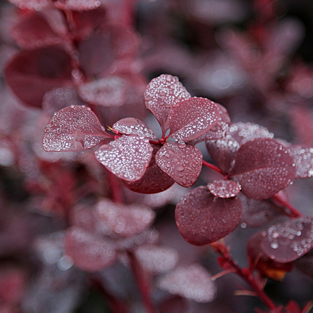 Berberis thunbergii Bagatelle - Epine-vinette