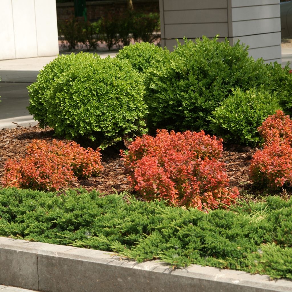 Berberis thunbergii Admiration