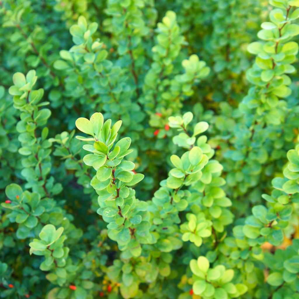 Berberis thunbergii Erecta - Epine-vinette