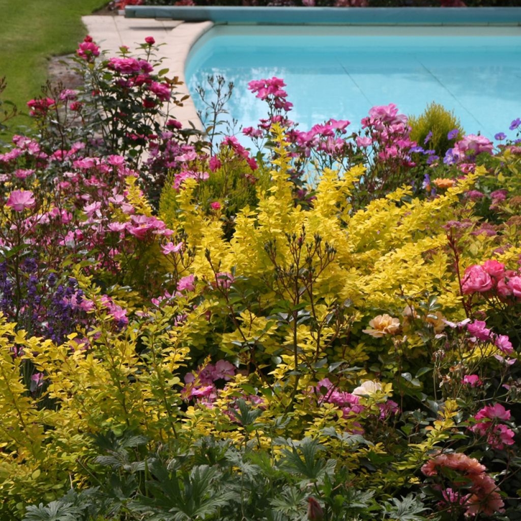 Berberis thunbergii Golden Carpet - Epine-vinette