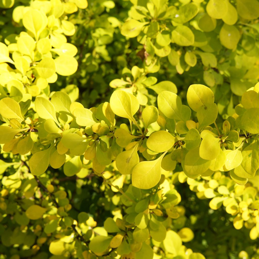 Berberis thunbergii Golden Carpet - Epine-vinette