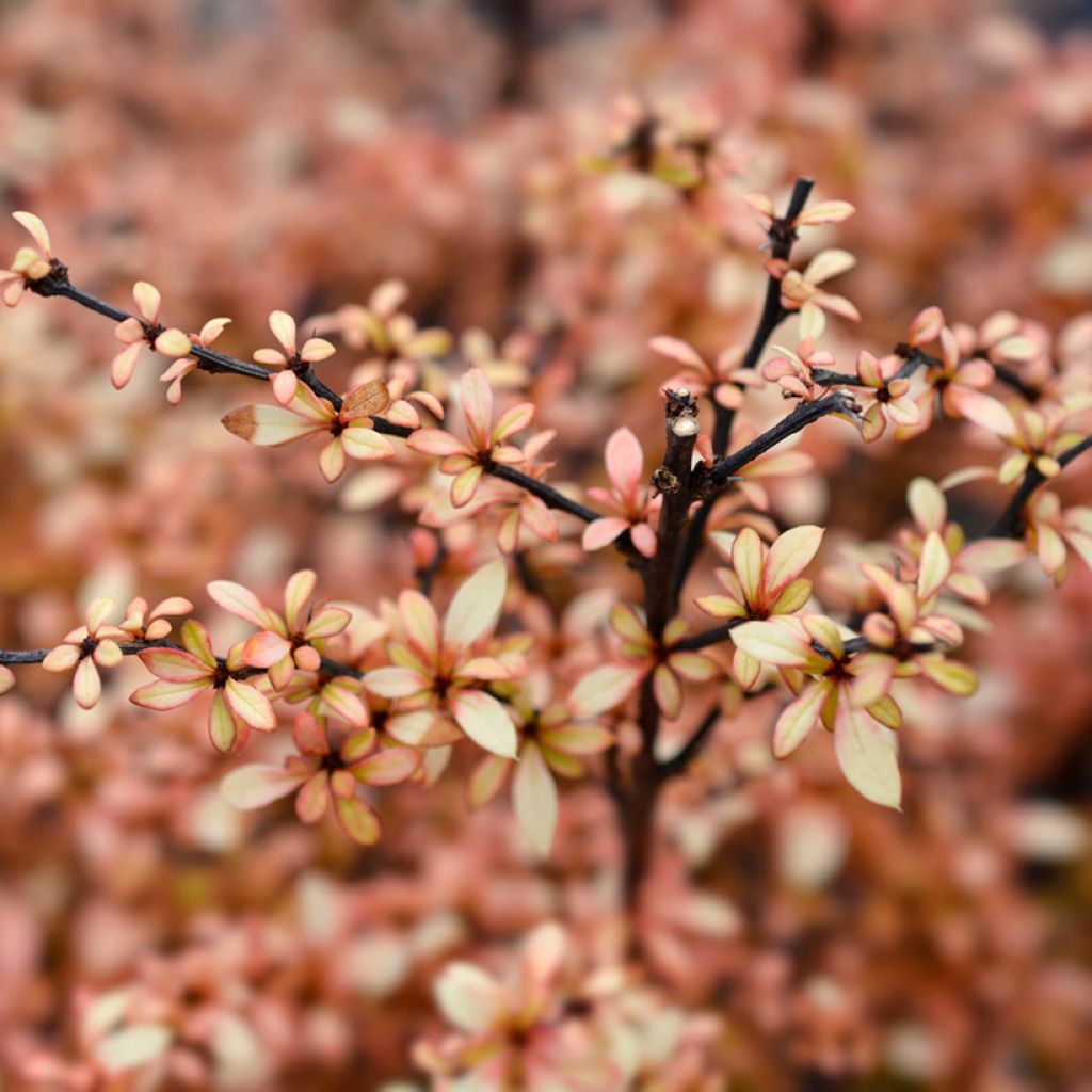 Berberis thunbergii Golden Dream - Épine-vinette