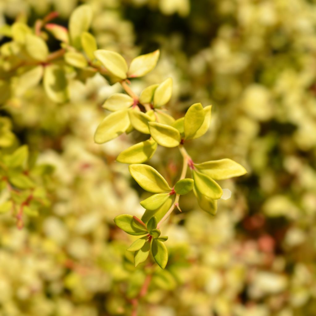 Berberis thunbergii Golden Dream - Épine-vinette