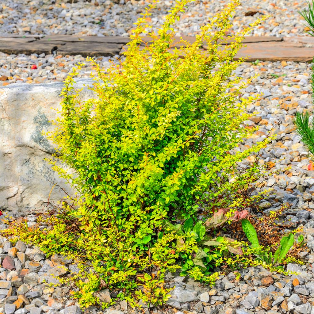 Berberis thunbergii Golden Rocket - Epine-vinette 