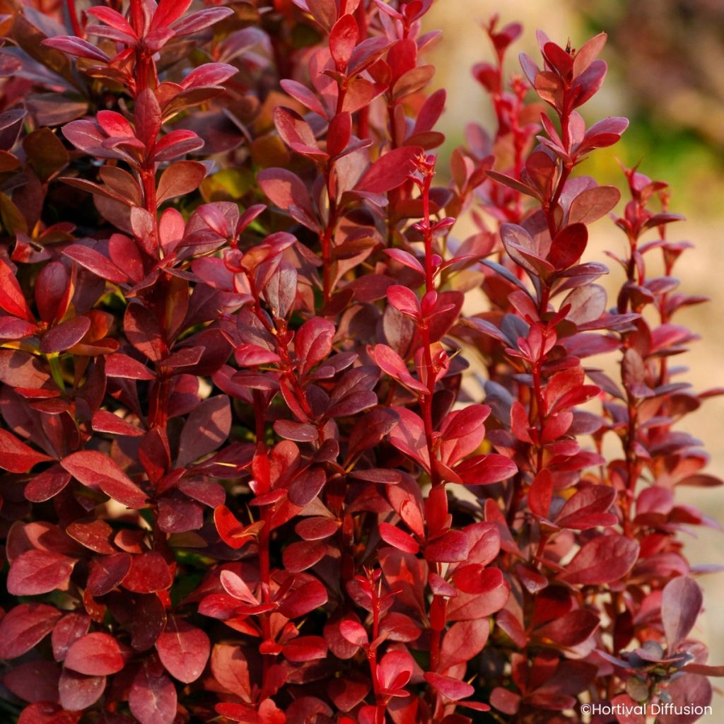 Berberis thunbergii Red Torch - Epine-vinette