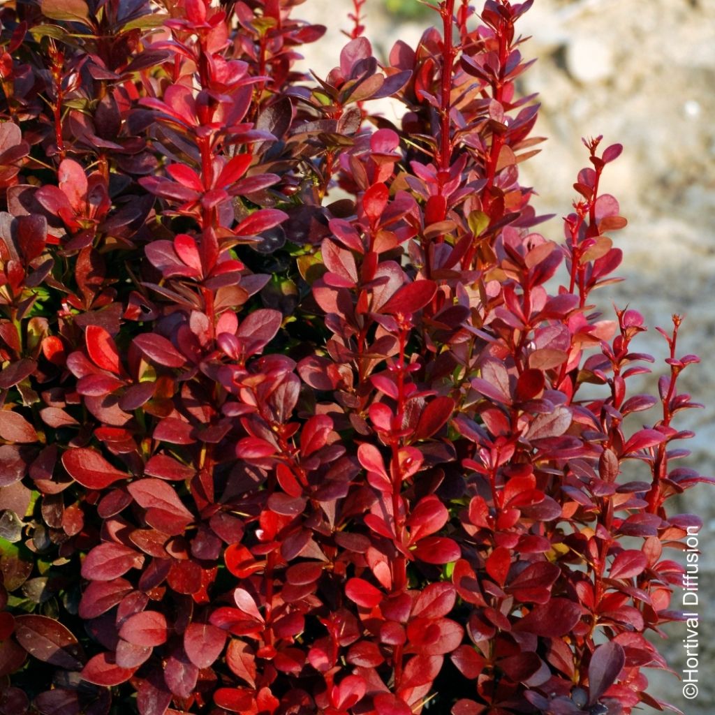 Berberis thunbergii Red Torch - Epine-vinette