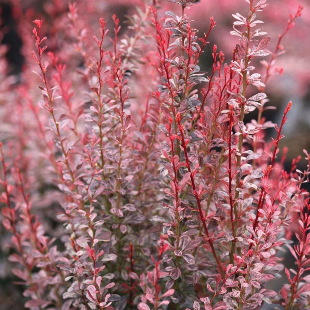 Berberis thunbergii Rosy Rocket
