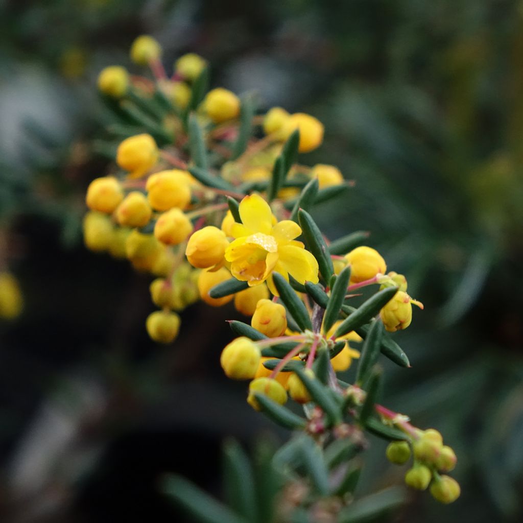 Berberis x stenophylla - Épine-vinette à feuilles étroites 