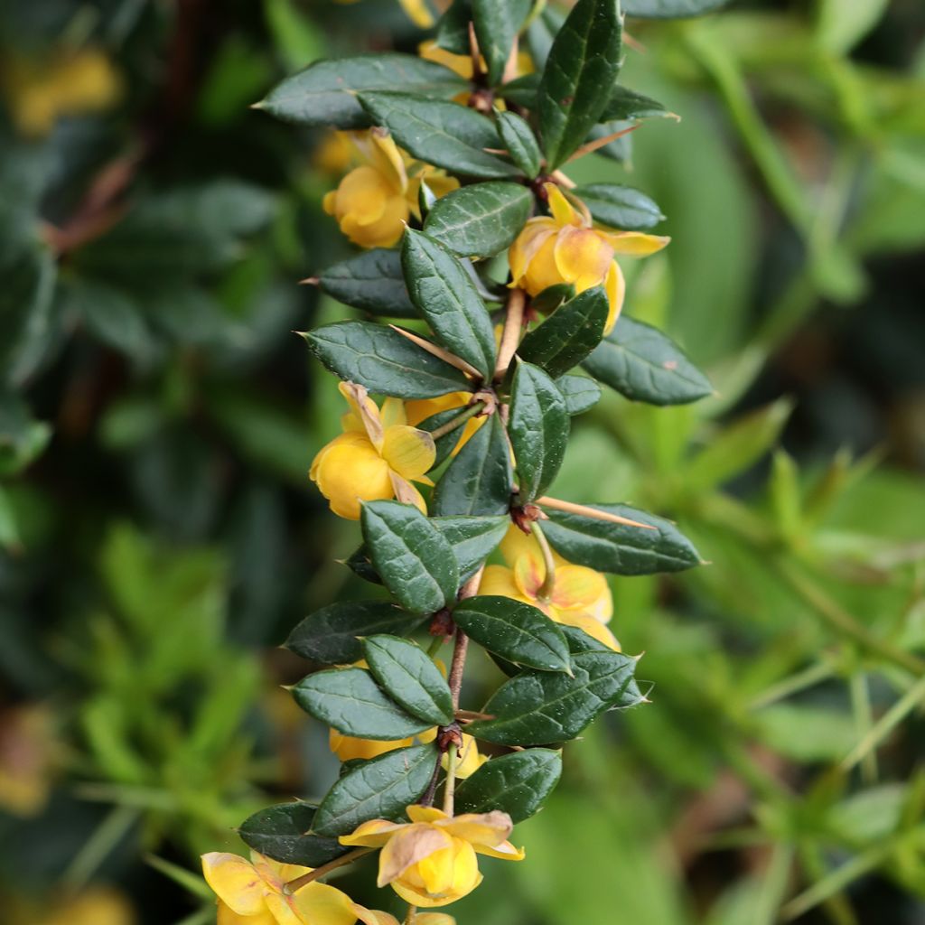 Berberis hybrido-gagnepainii Chenaultii - Épine-vinette