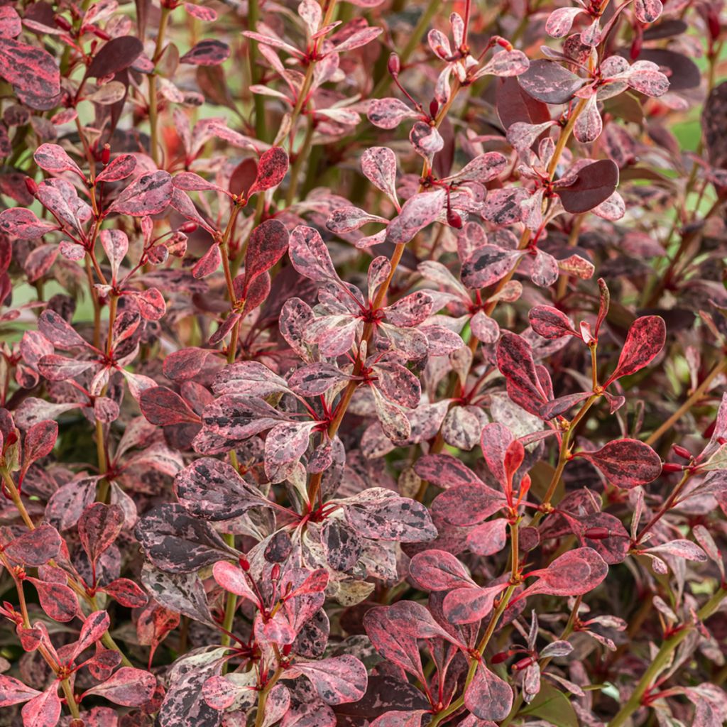 Berberis thunbergii Pink Pillar - Epine-vinette