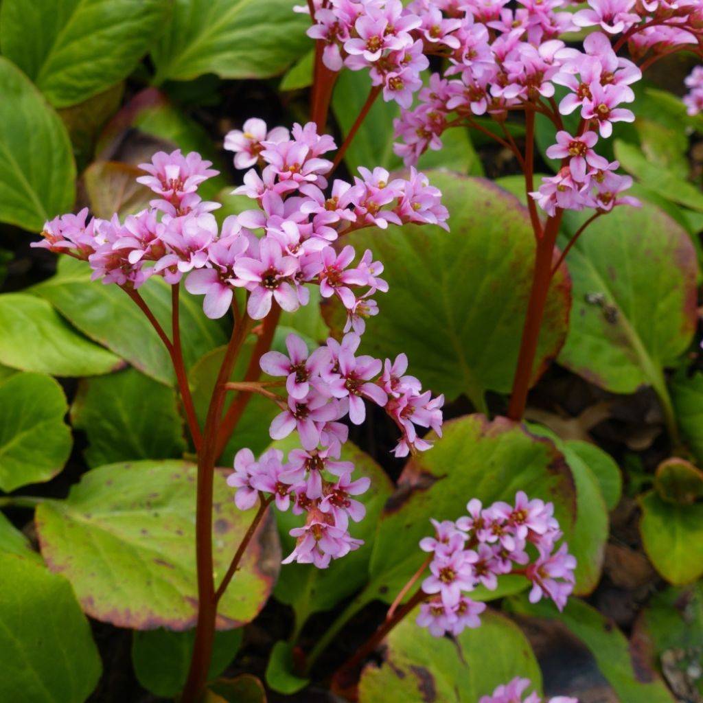Bergenia cordifolia - Plante des savetiers
