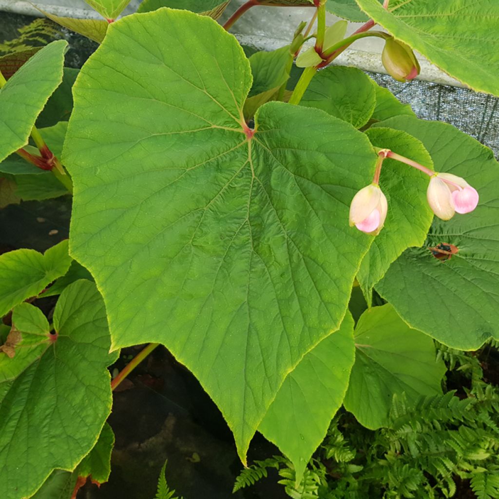 Begonia Torsa