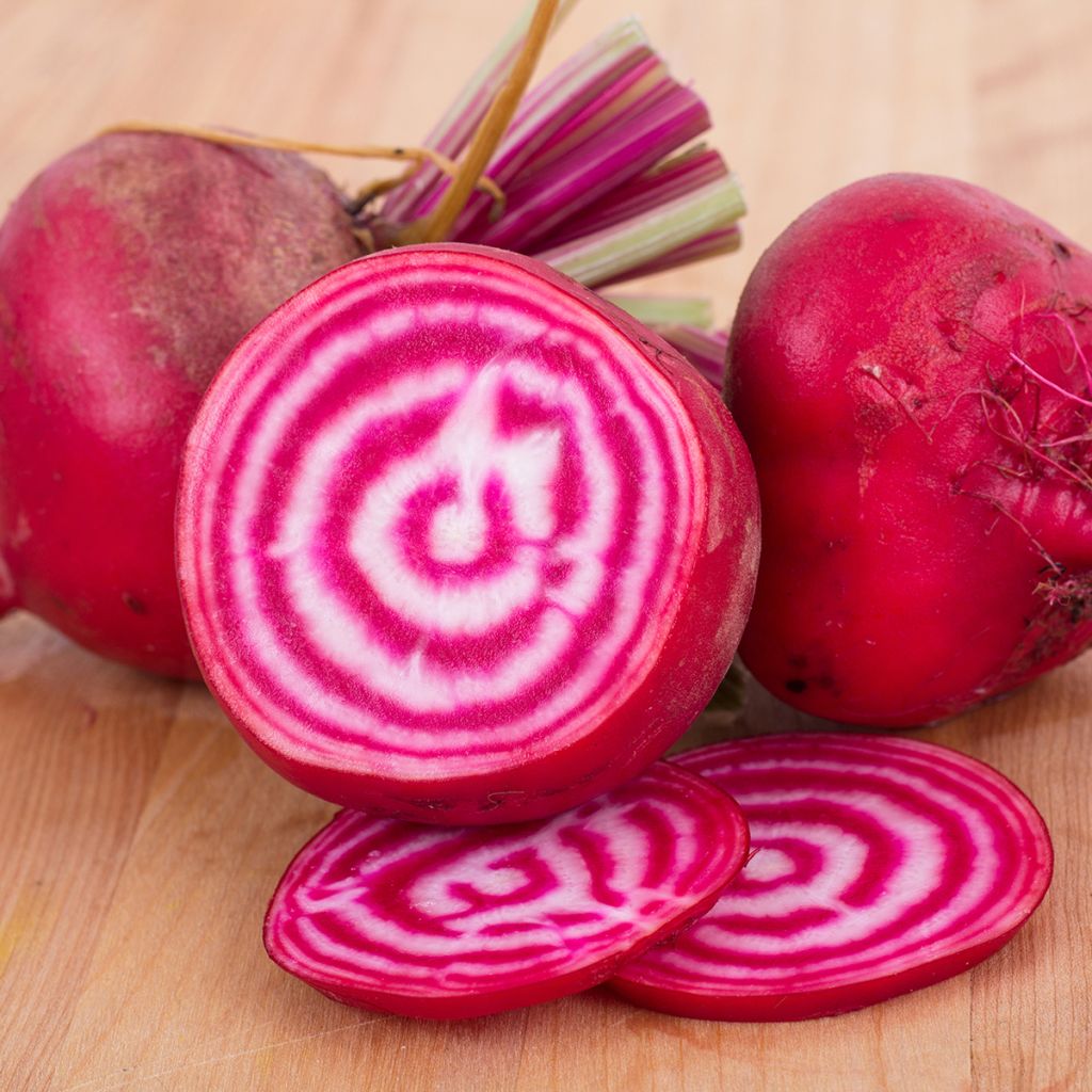 Betterave Chioggia
