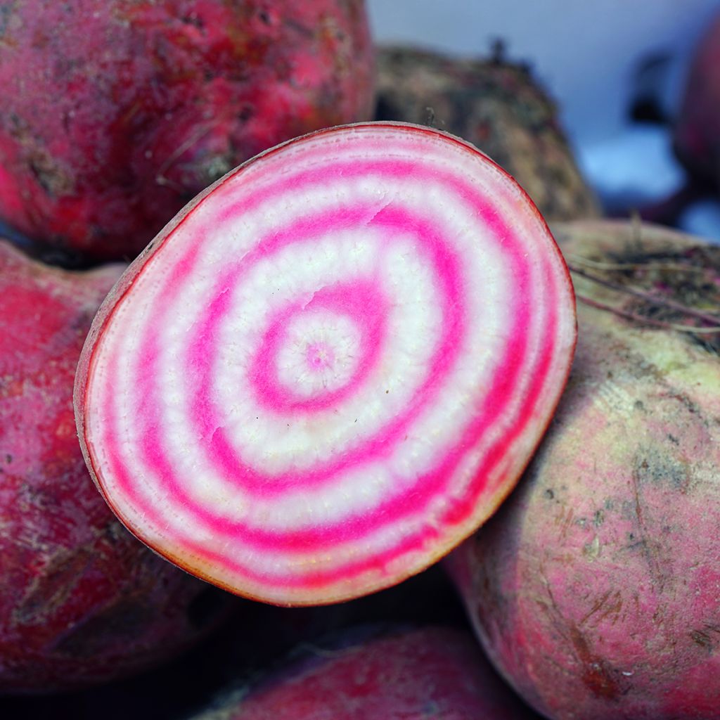 Betterave Chioggia