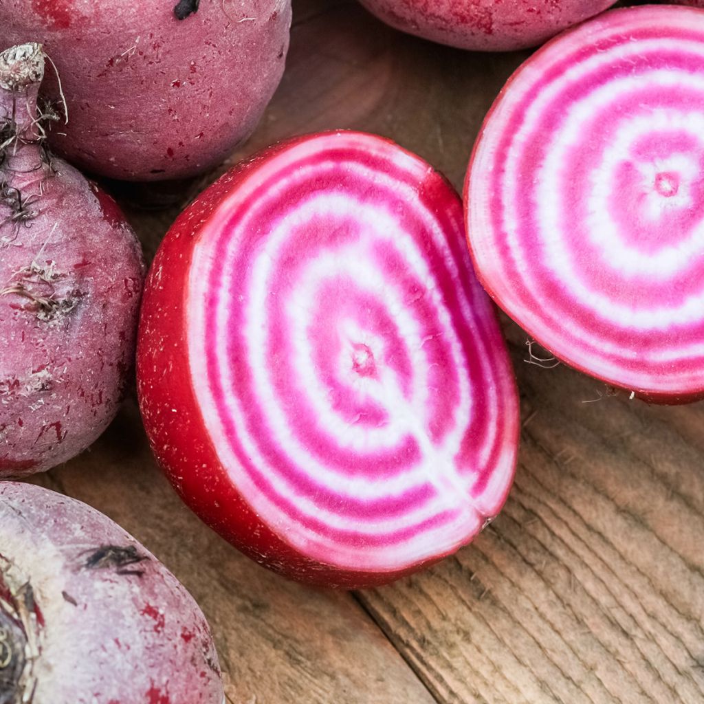 Betterave Chioggia