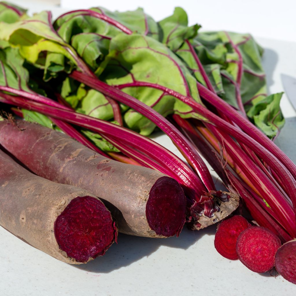 Betterave rouge Cylindra Bio